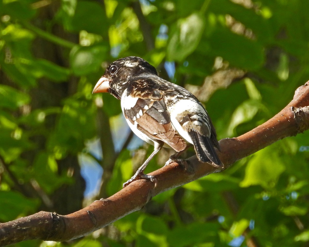 Rose-breasted Grosbeak - ML621418904