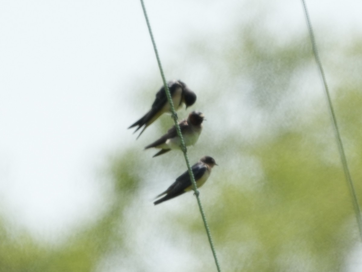 Barn Swallow - ML621418914