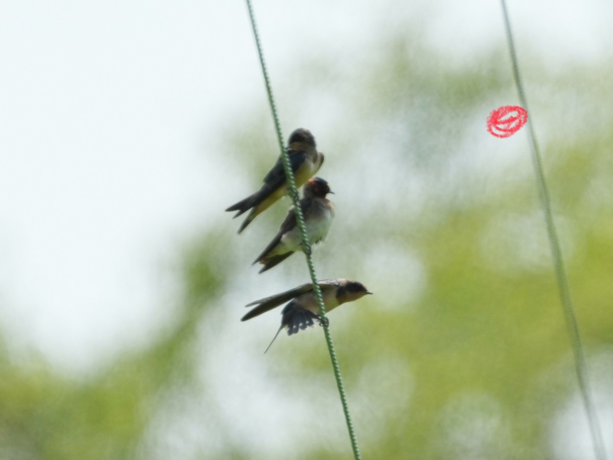 Barn Swallow - ML621418915