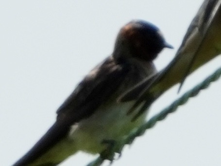 Cliff Swallow - ML621418925