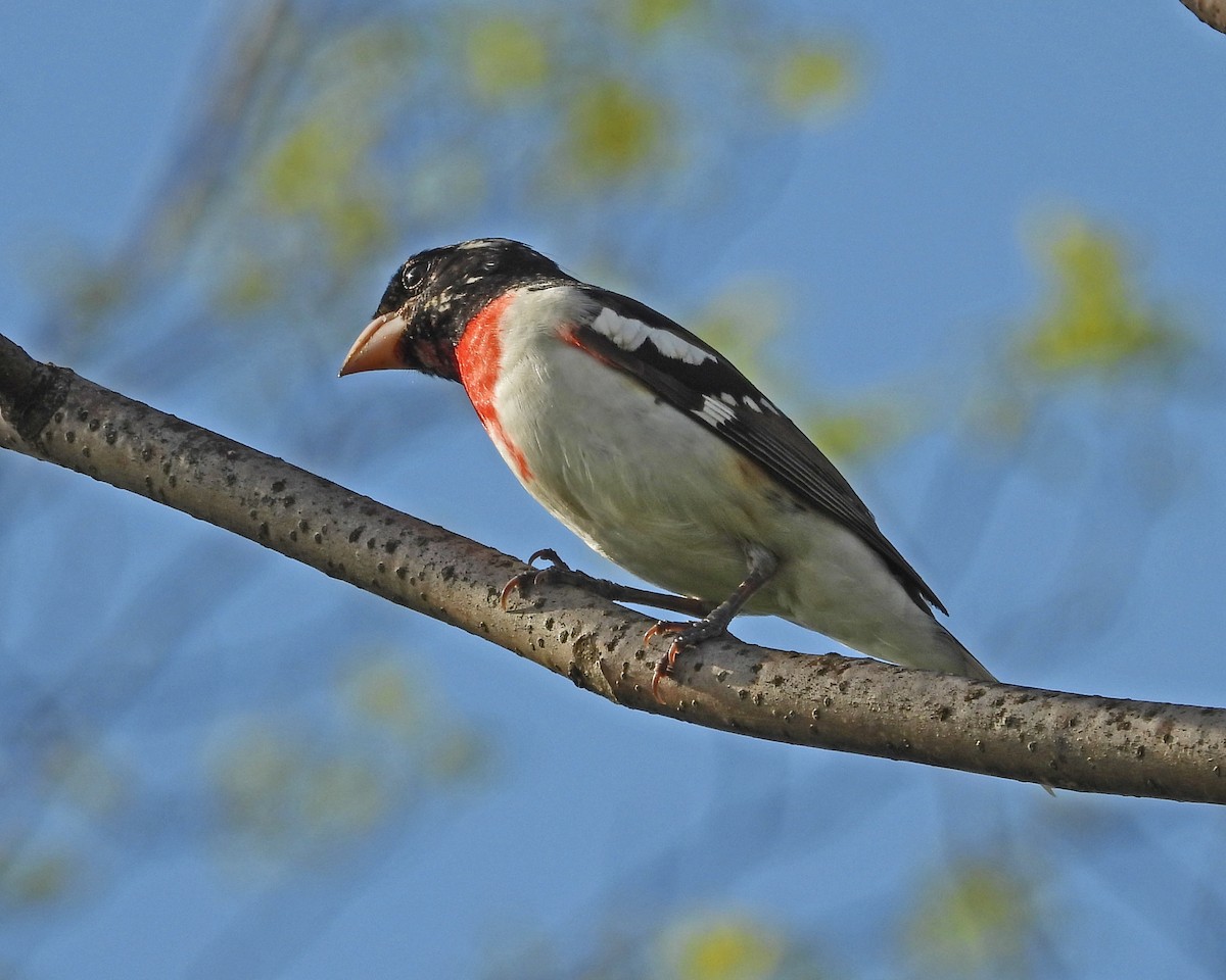 Rose-breasted Grosbeak - ML621418972