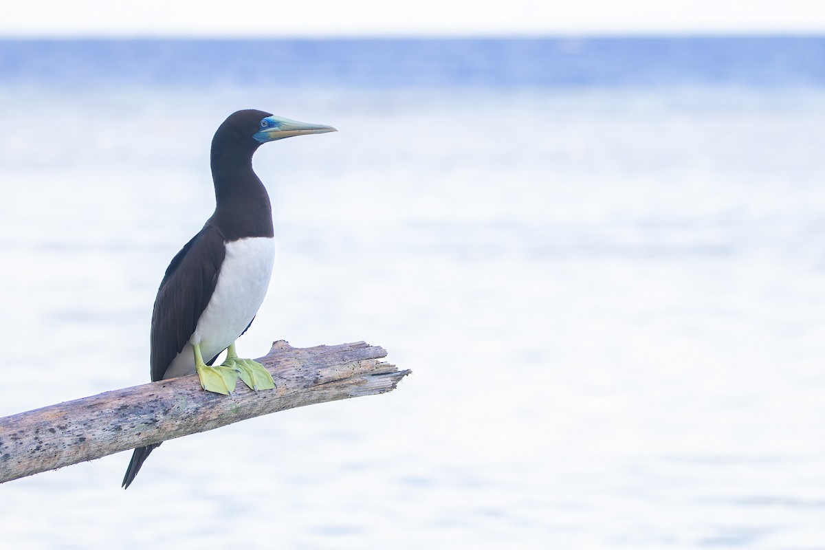 Brown Booby - ML621418987