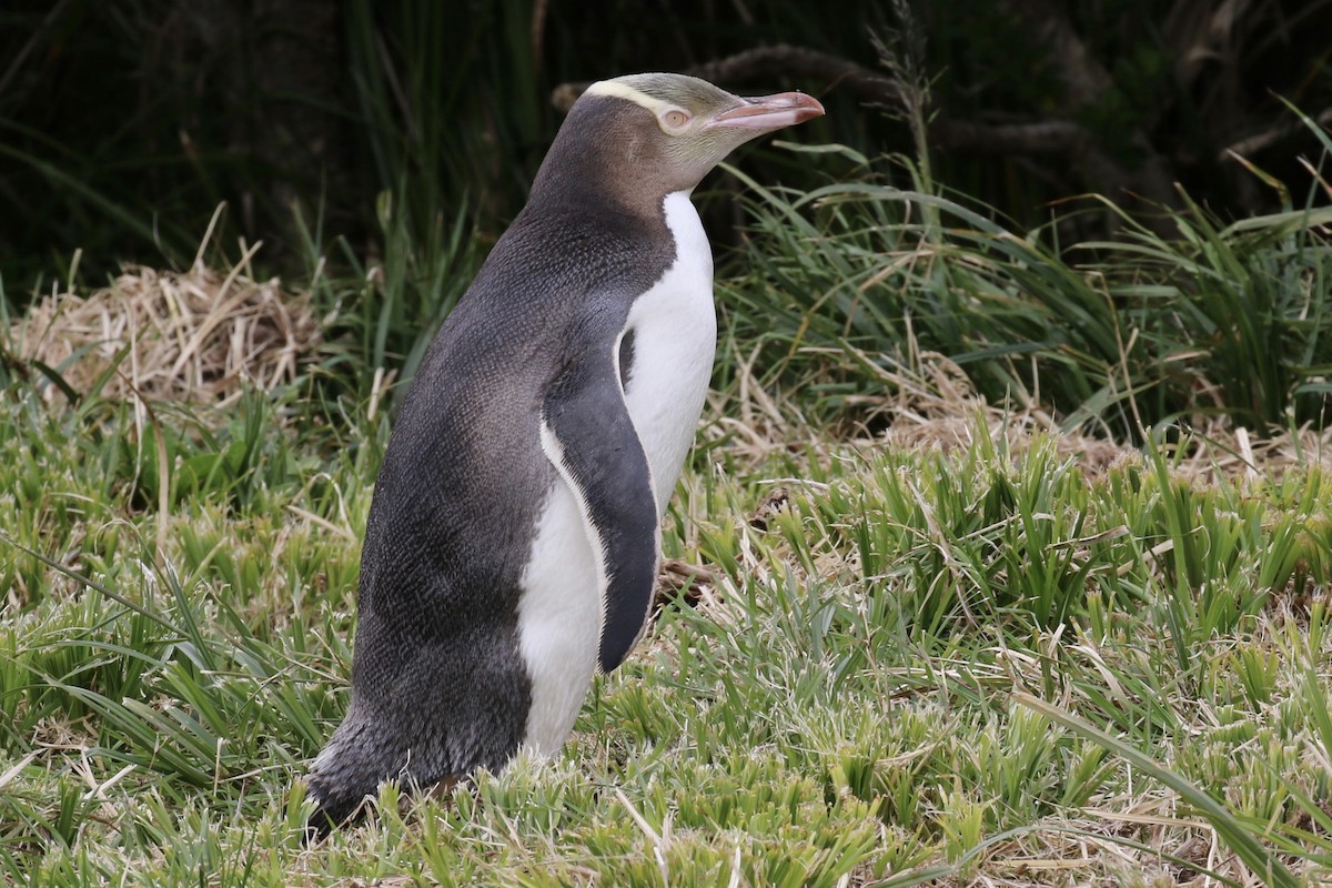 Yellow-eyed Penguin - ML621419111