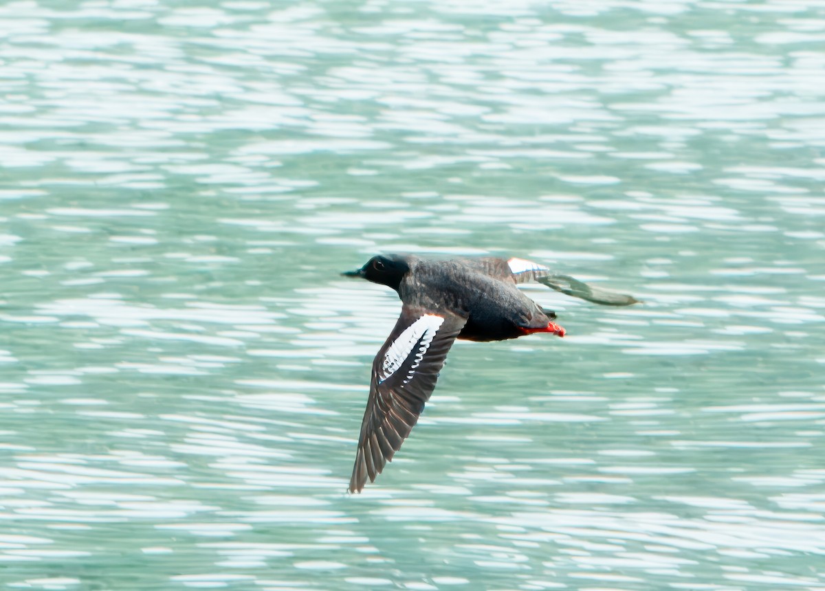 Pigeon Guillemot - ML621419123