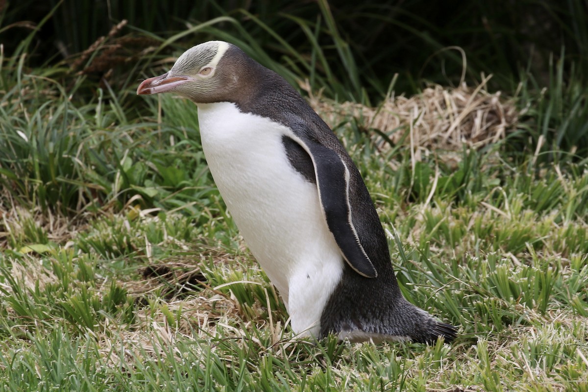 Yellow-eyed Penguin - ML621419133