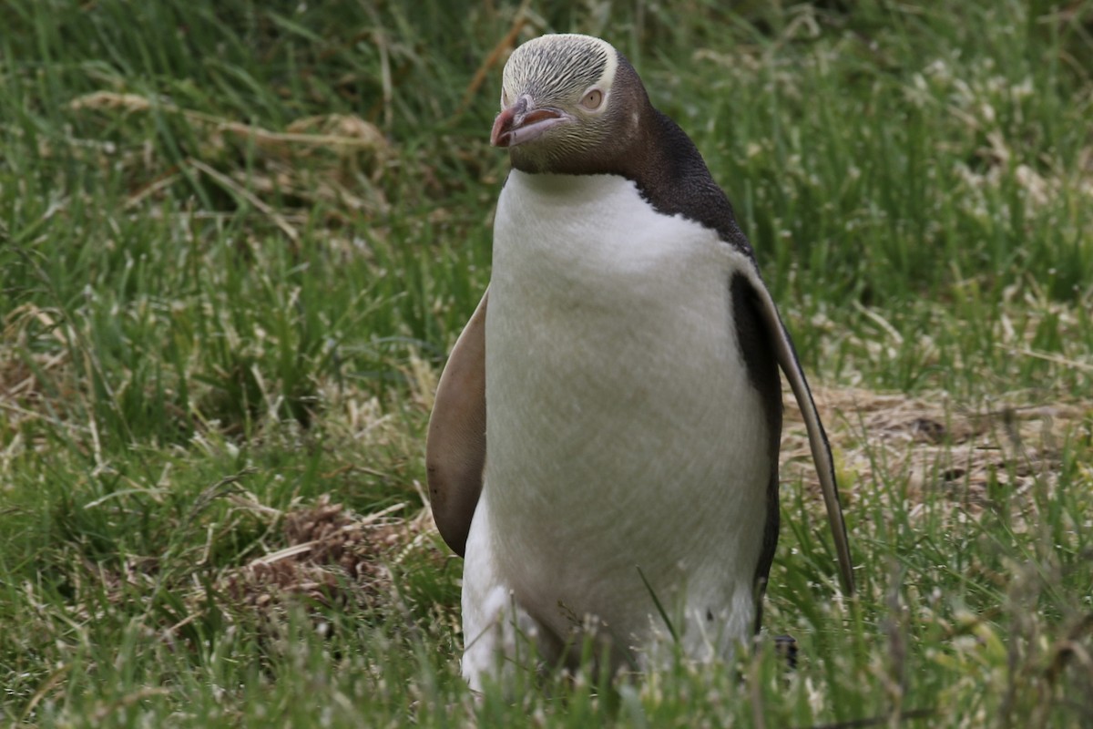 Yellow-eyed Penguin - ML621419160