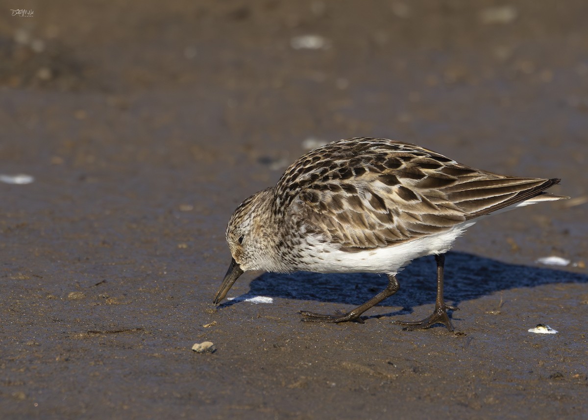 Semipalmated Sandpiper - ML621419185