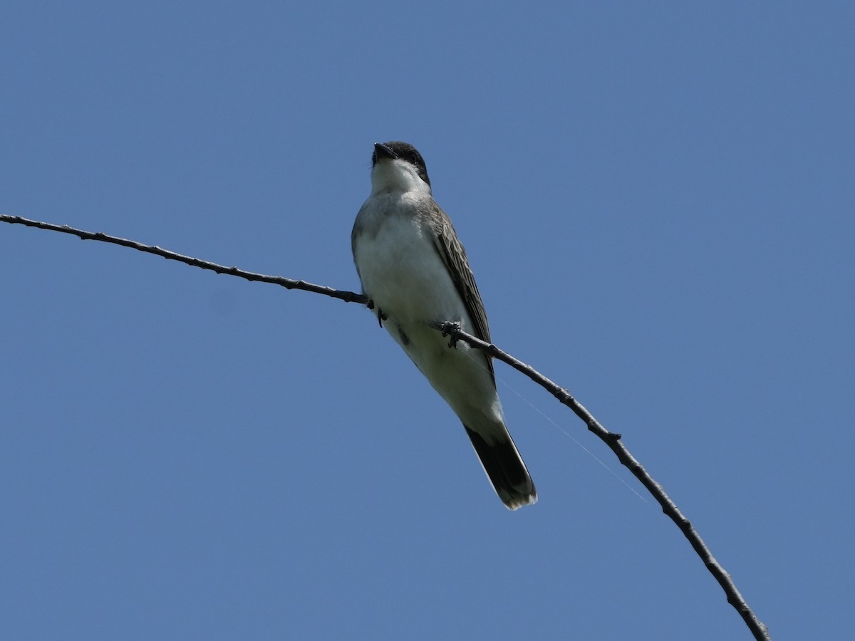 Eastern Kingbird - ML621419206