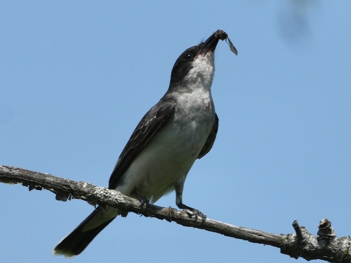 Eastern Kingbird - ML621419207
