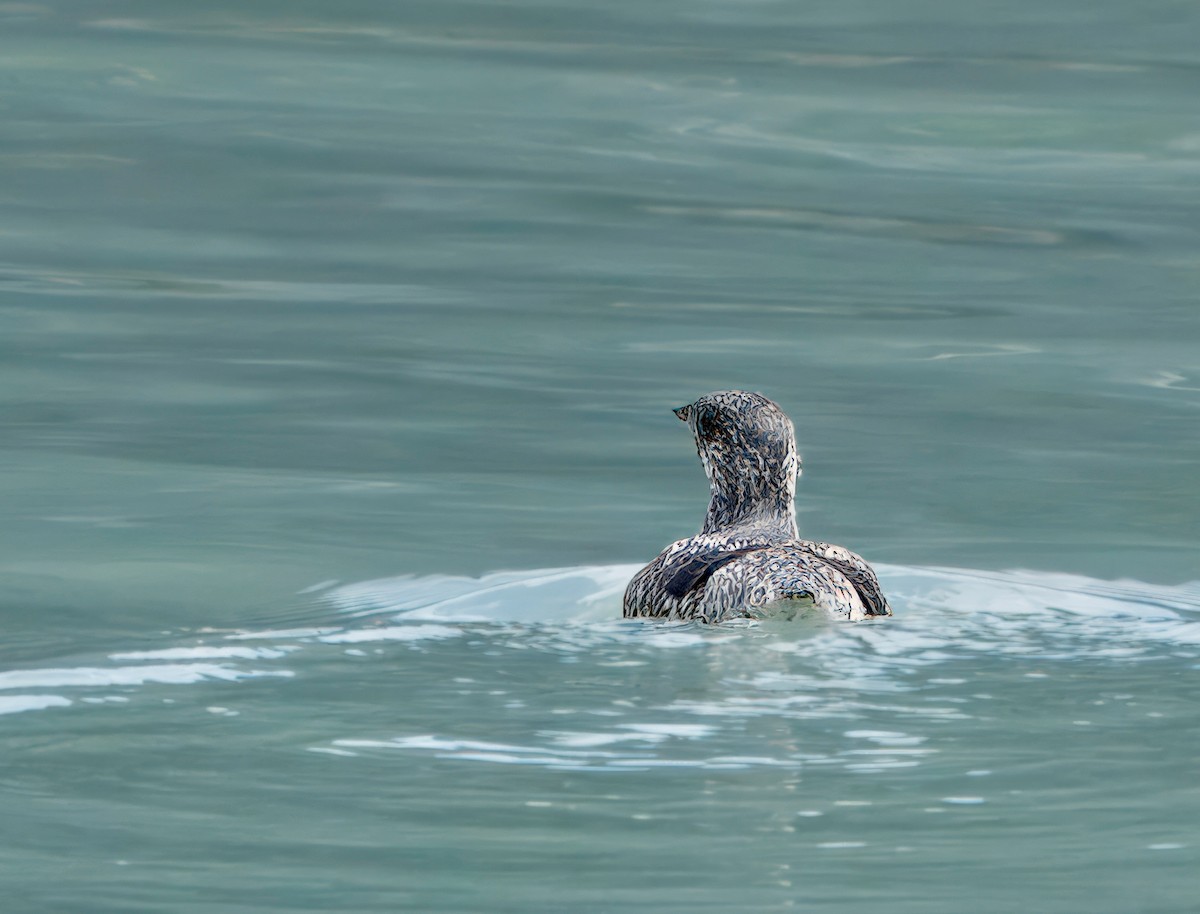 Kittlitz's Murrelet - Julie Schneider