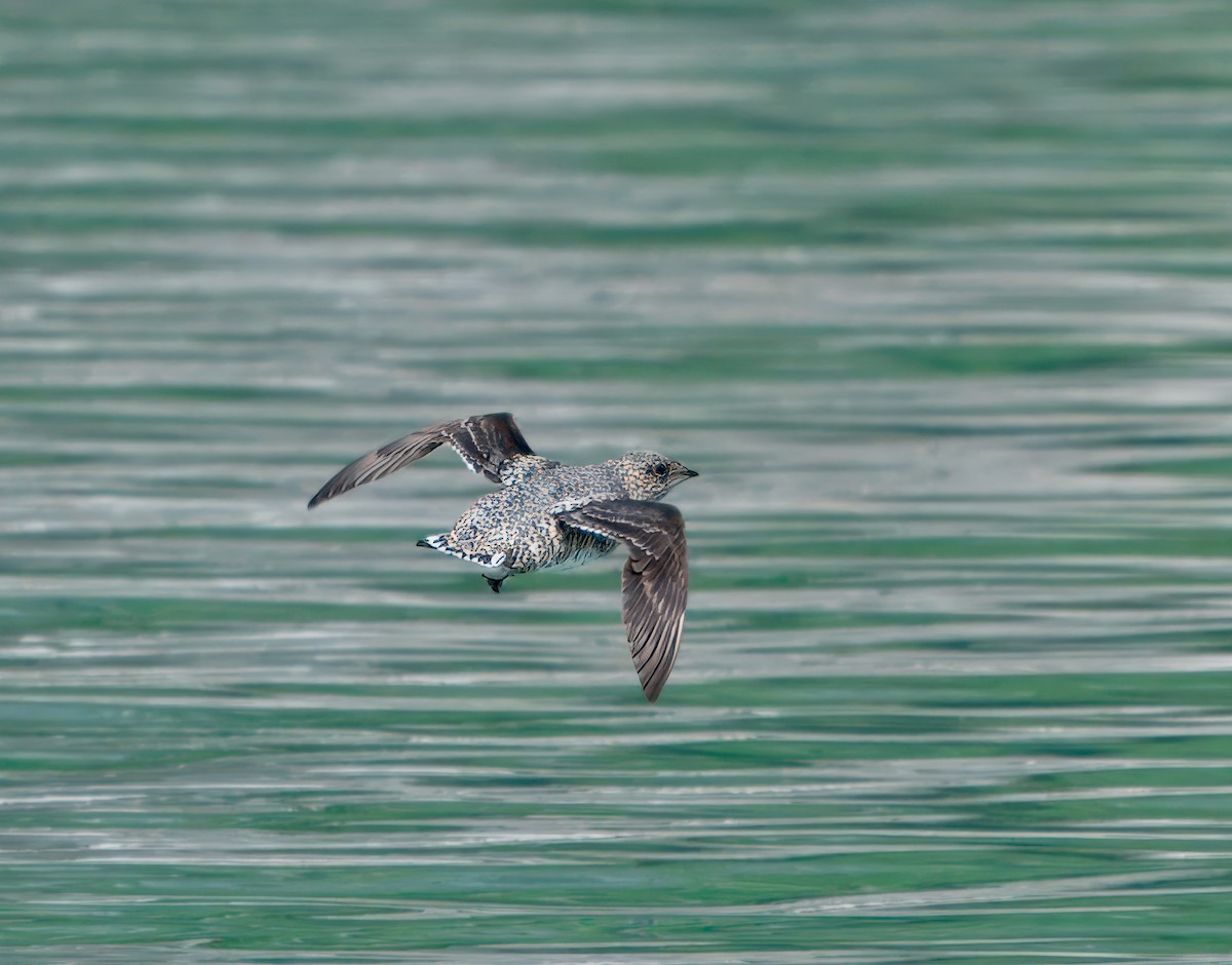 Kittlitz's Murrelet - ML621419214