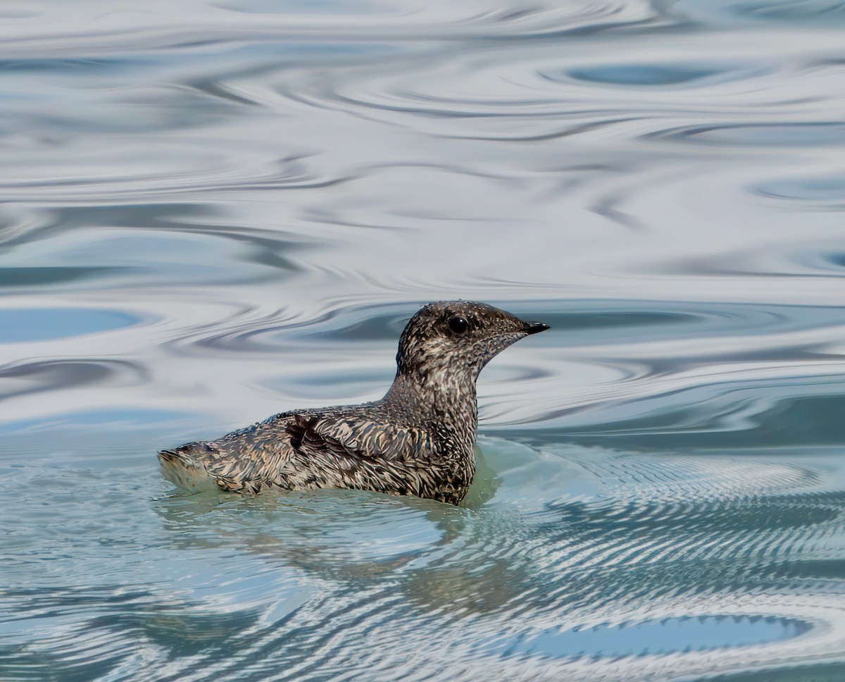 Kittlitz's Murrelet - ML621419215