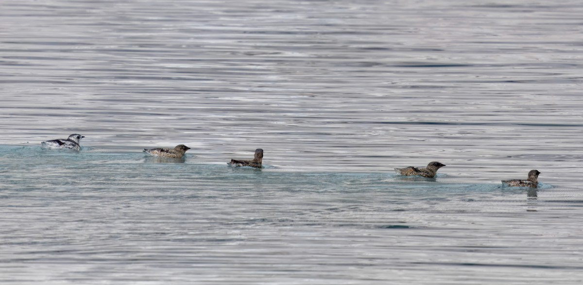 Kittlitz's Murrelet - ML621419216