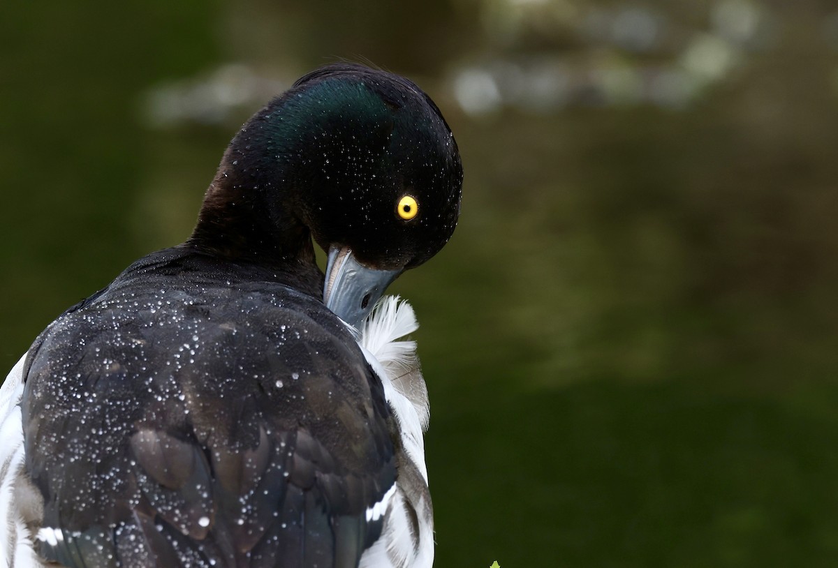 Tufted Duck - ML621419238