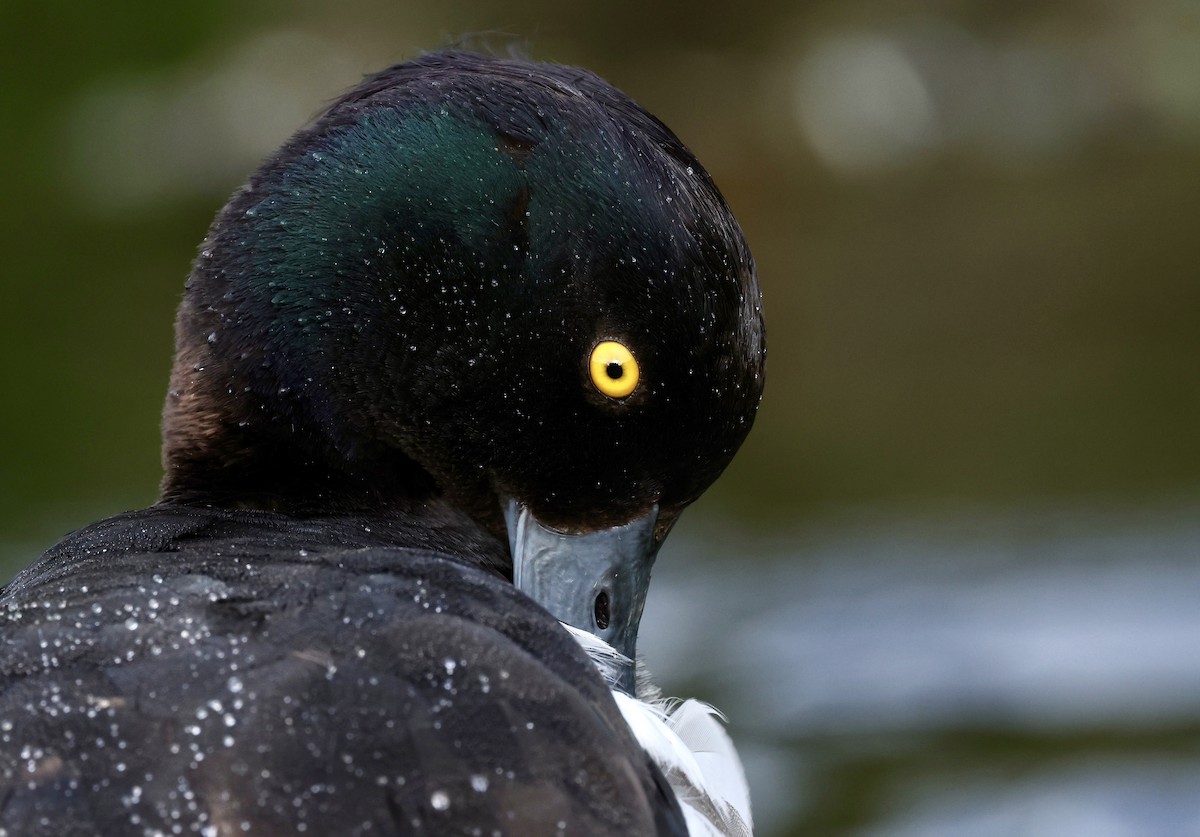 Tufted Duck - ML621419239