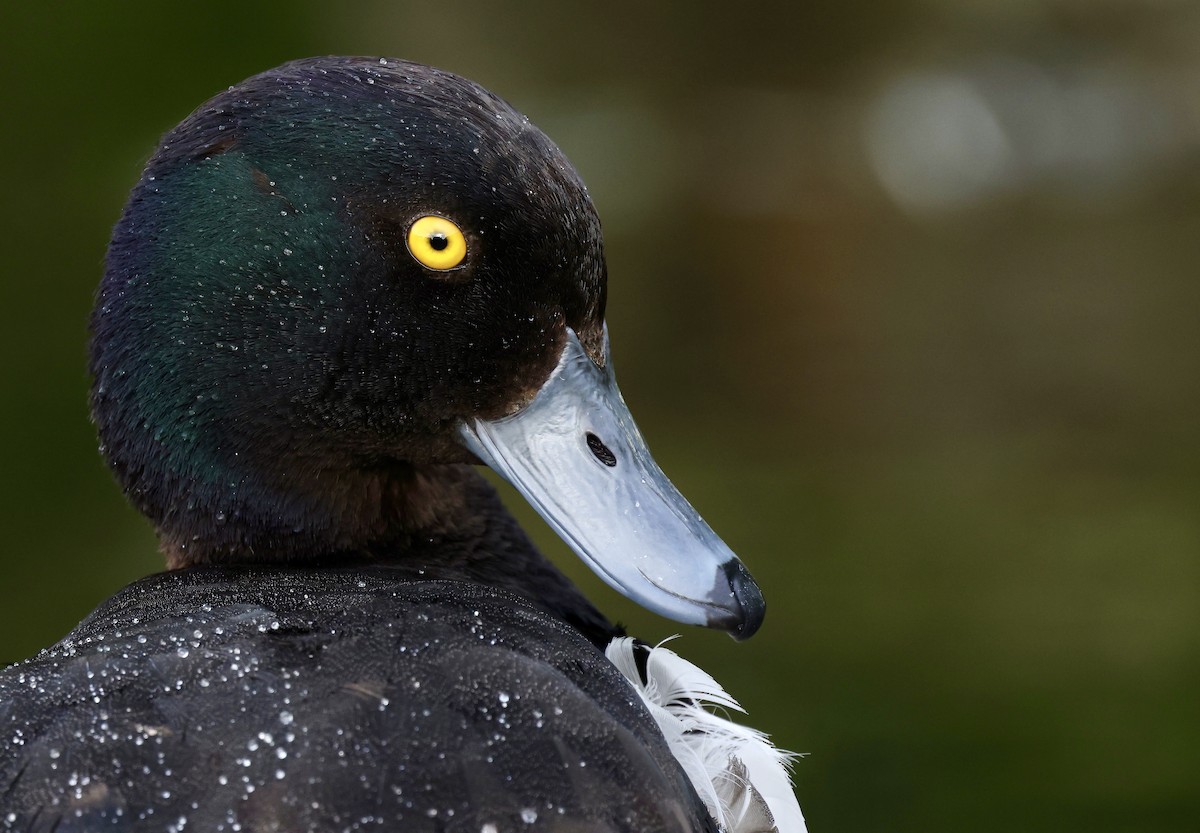 Tufted Duck - ML621419242