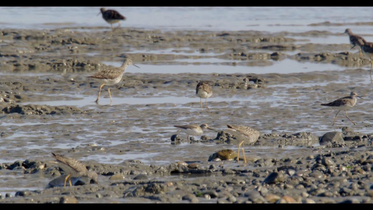 Terek Sandpiper - ML621419257