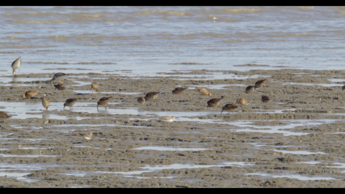 Terek Sandpiper - ML621419258