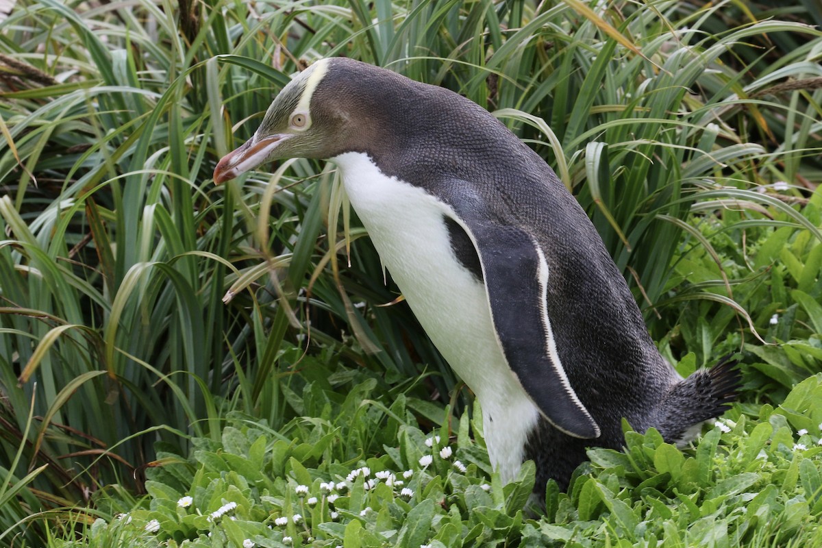 Yellow-eyed Penguin - ML621419306