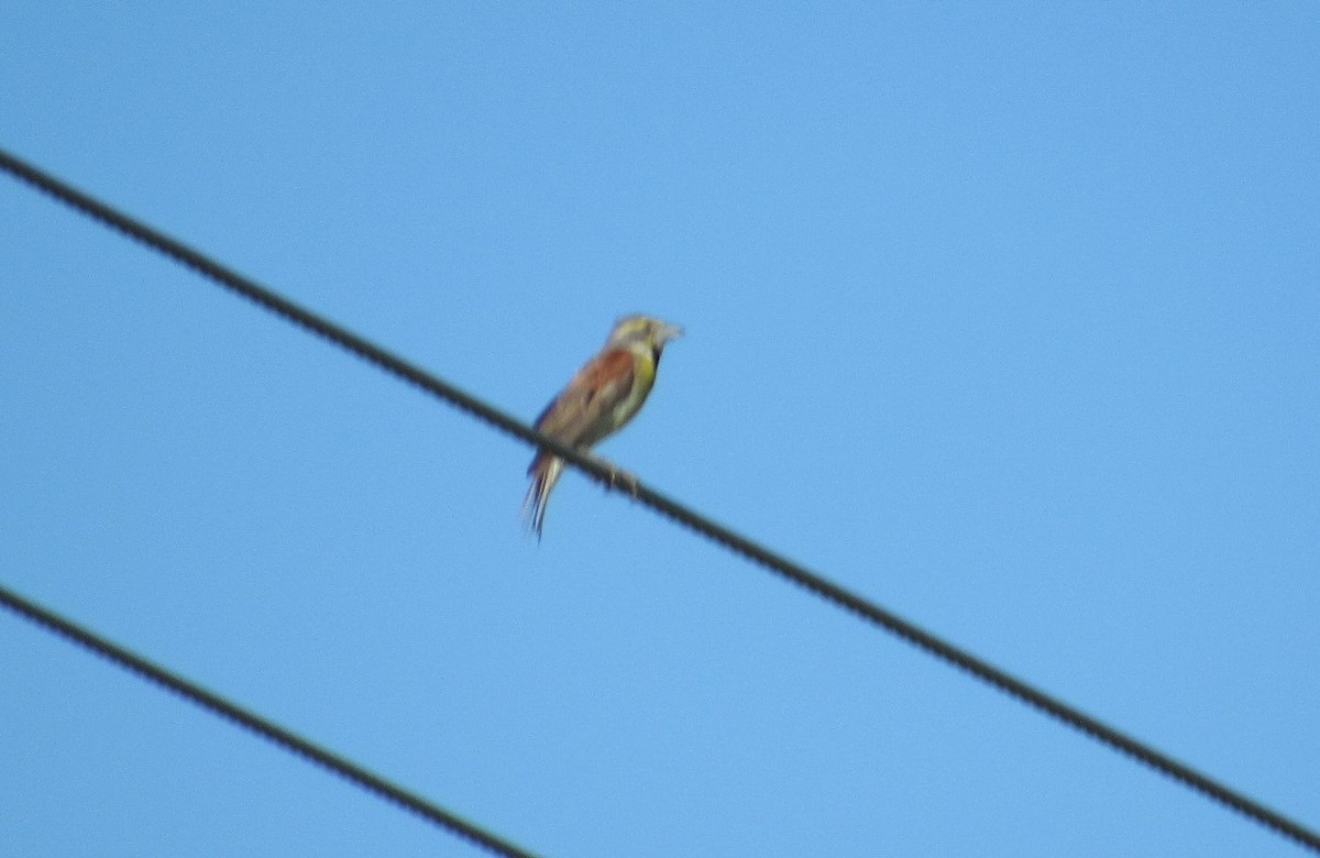 Dickcissel d'Amérique - ML621419329