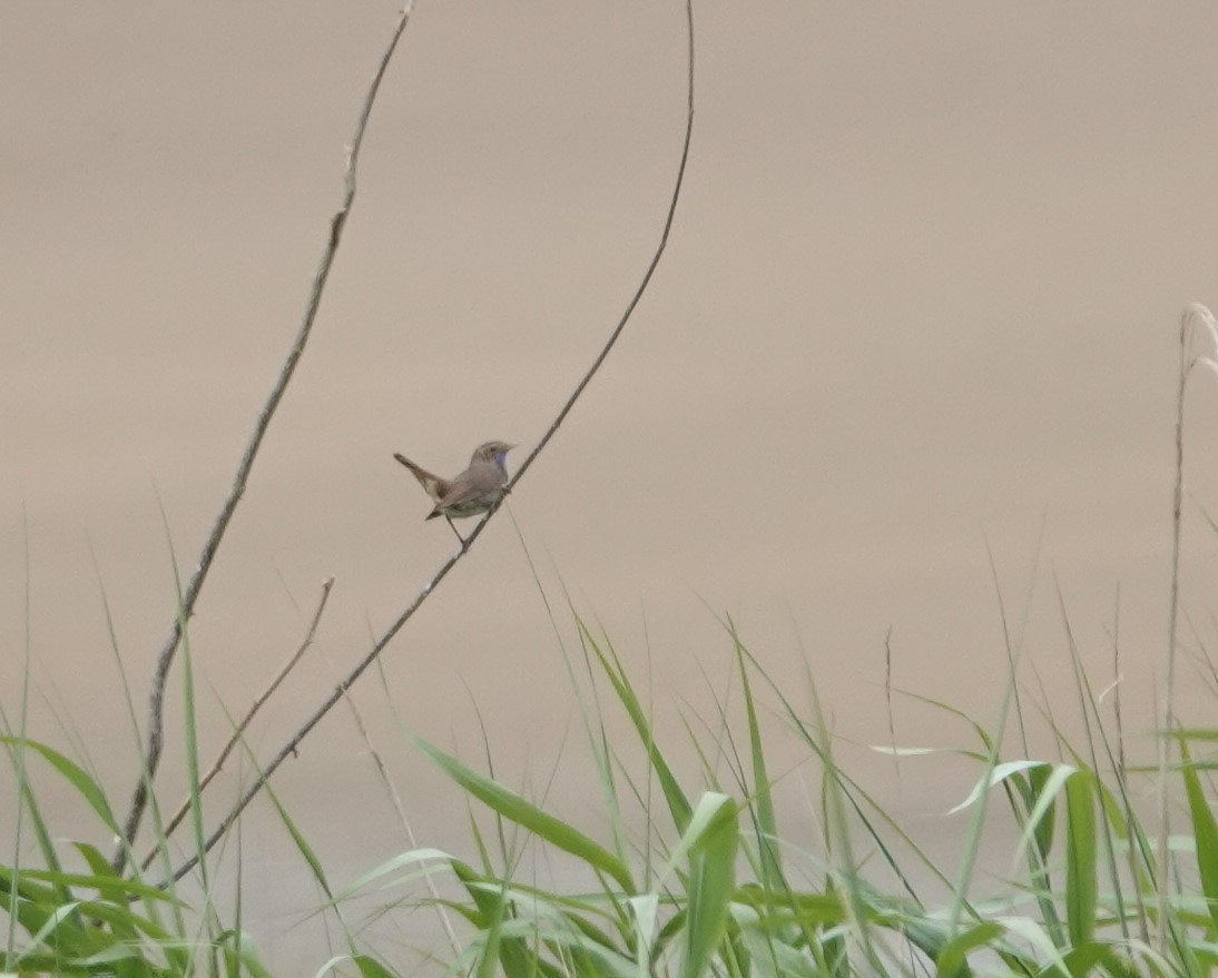 Bluethroat - ML621419498