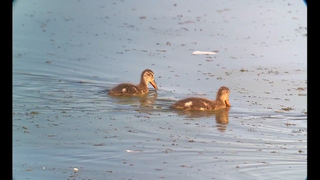 Northern Shoveler - ML621419525