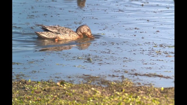 Northern Shoveler - ML621419526