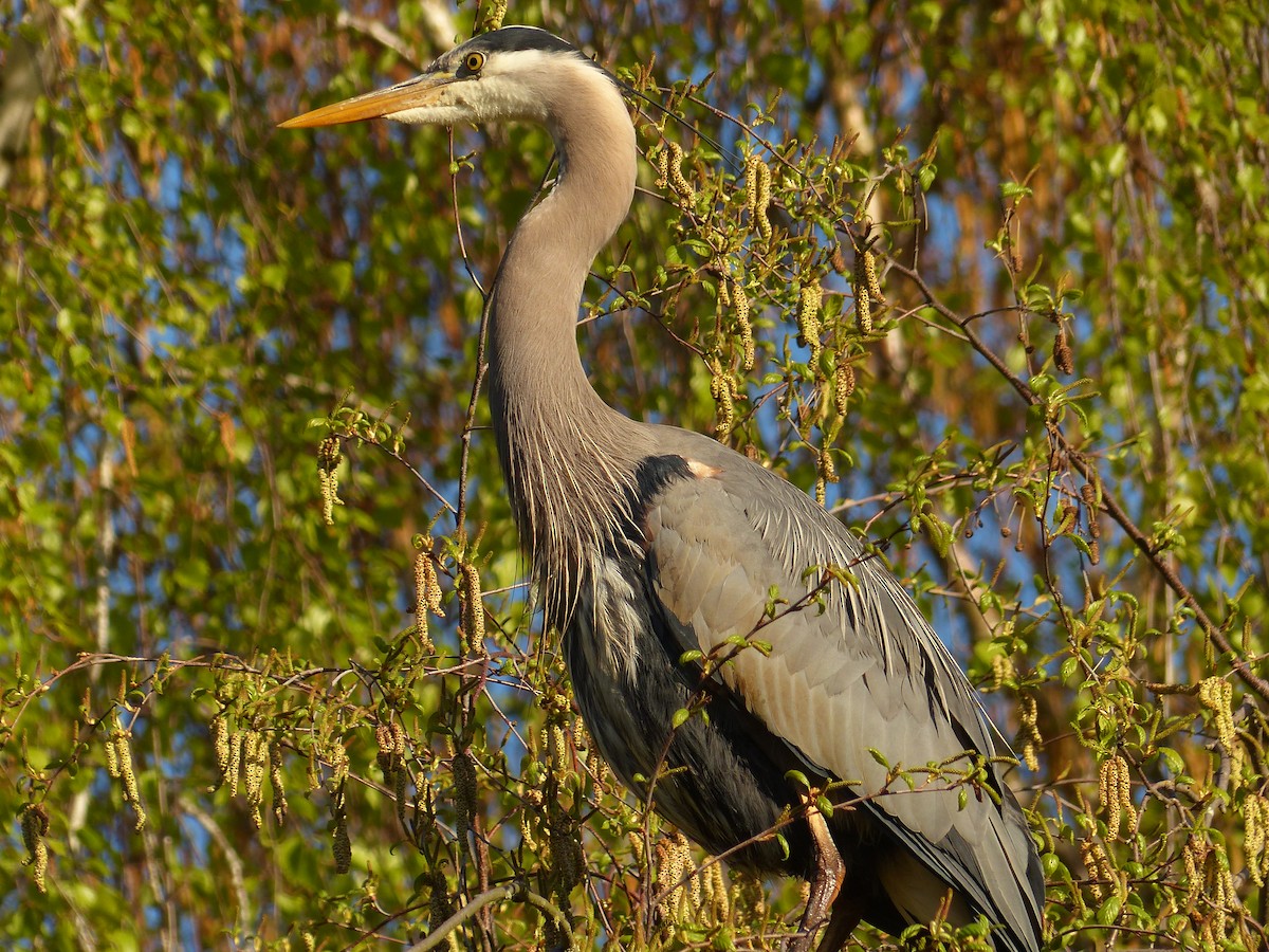 Great Blue Heron (Great Blue) - ML621419527