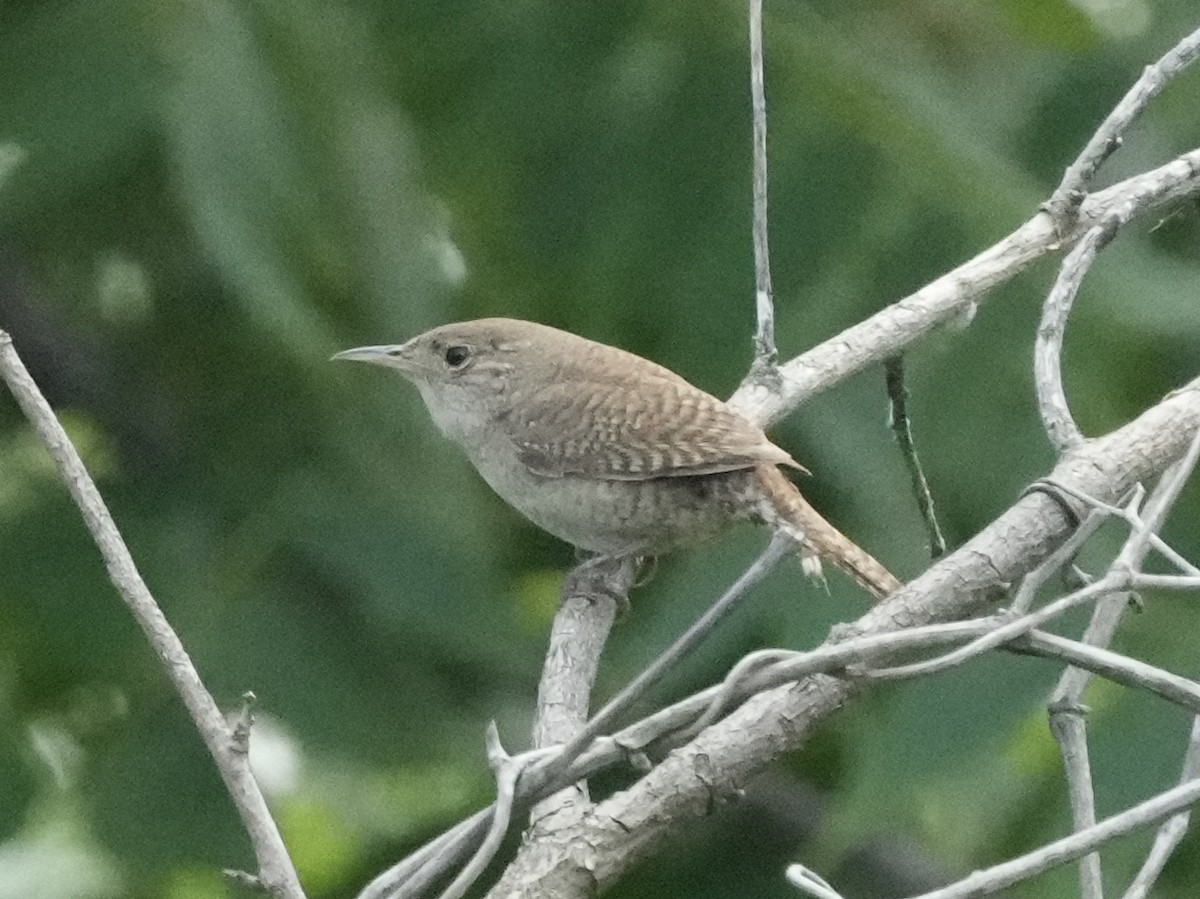 Northern House Wren - ML621419618