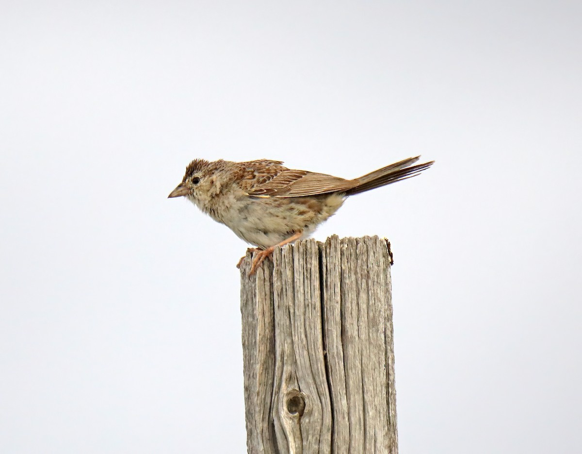 Cassin's Sparrow - ML621419633