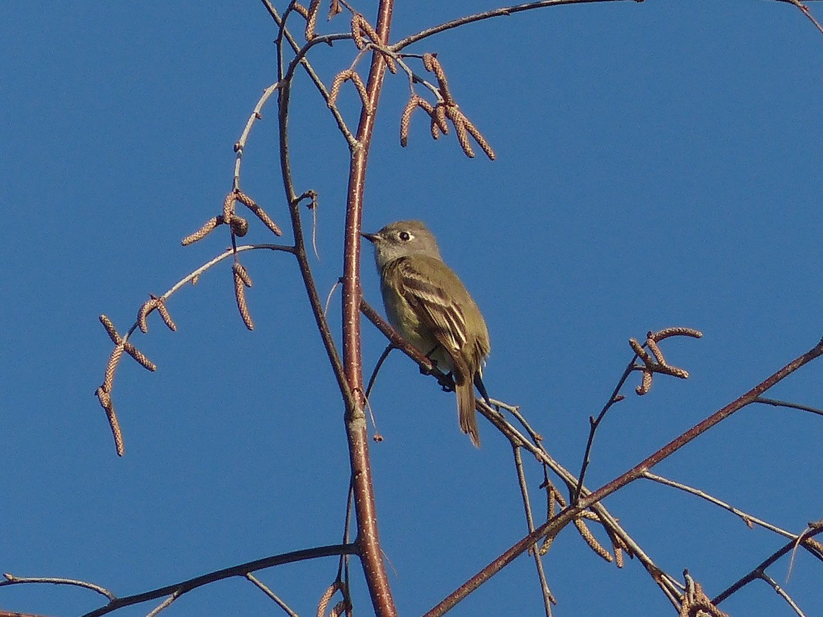 Hammond's Flycatcher - ML621419634