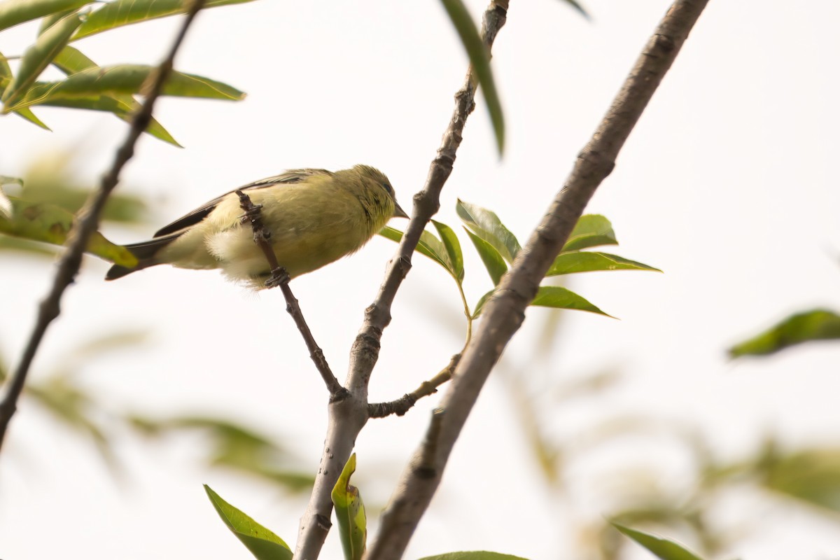 Lesser Goldfinch - ML621419651