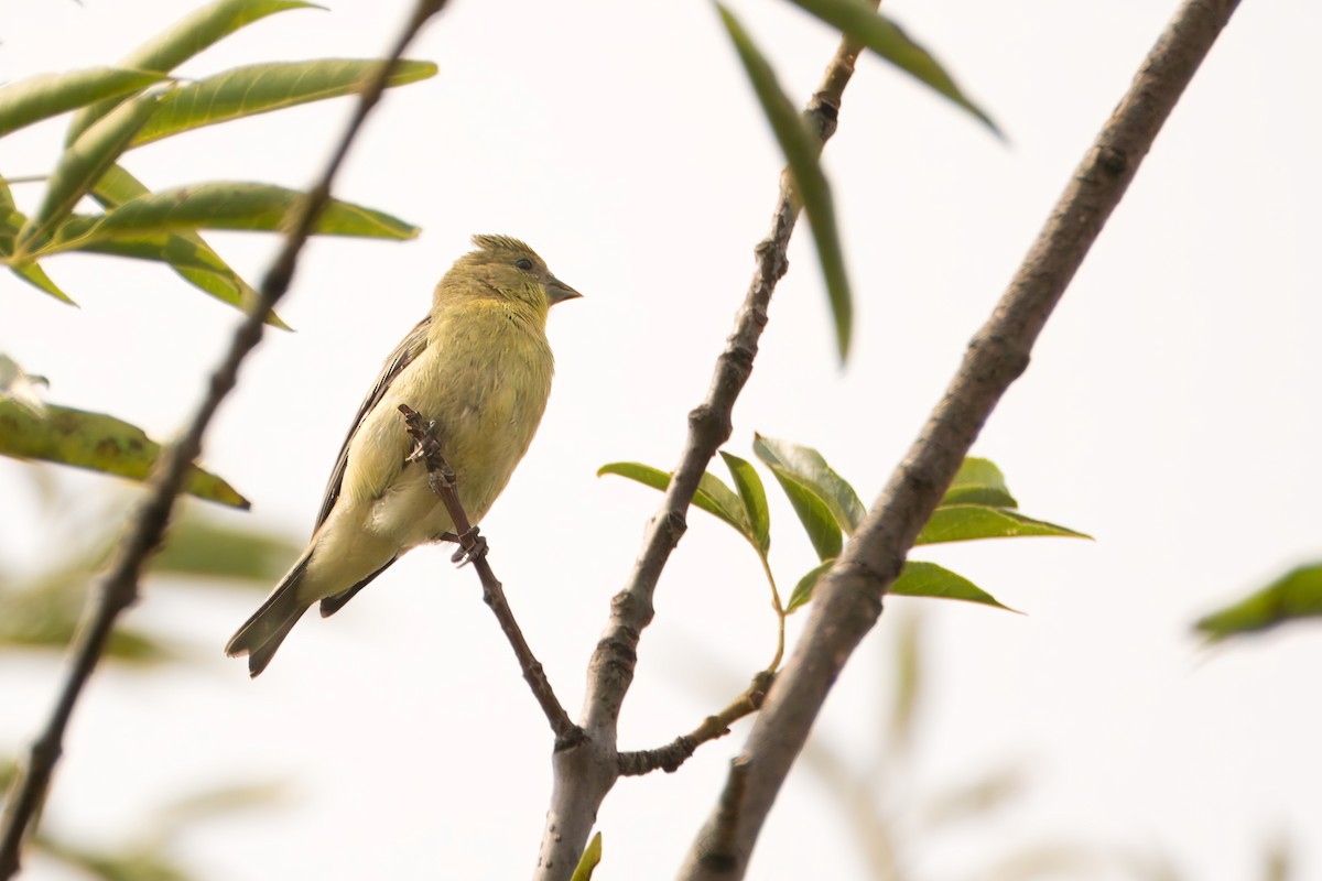 Lesser Goldfinch - ML621419652