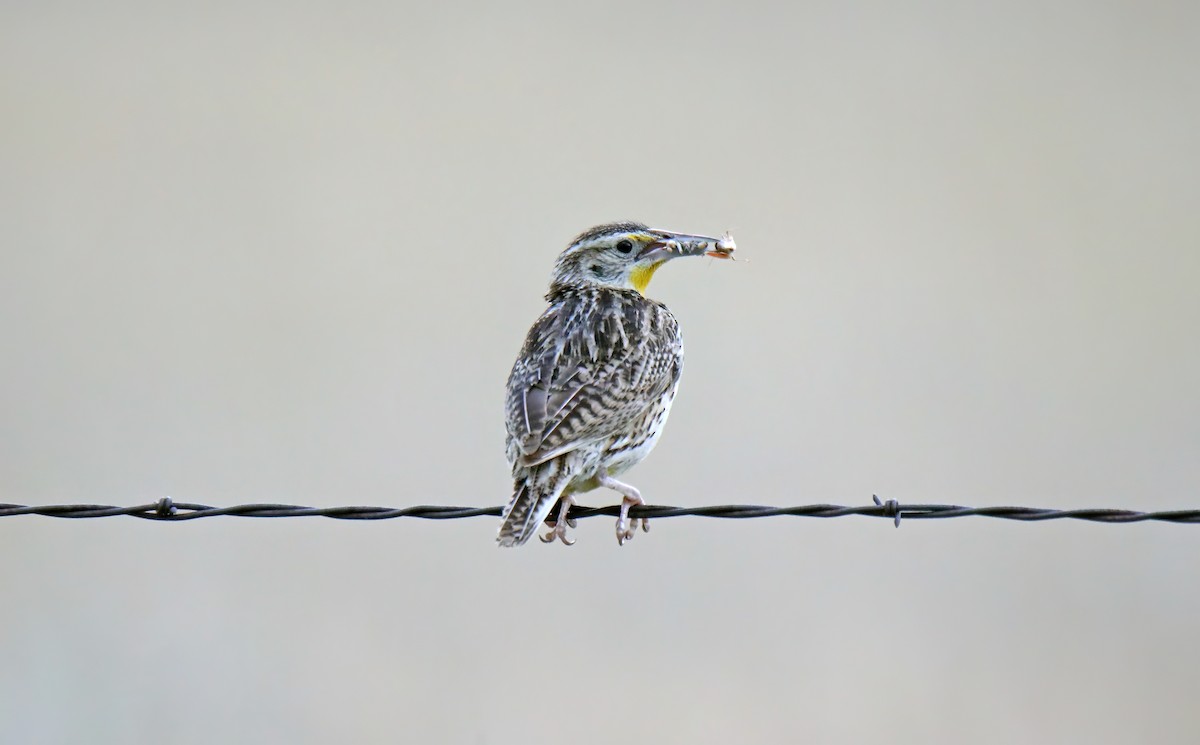 Western Meadowlark - Elizabeth Winter