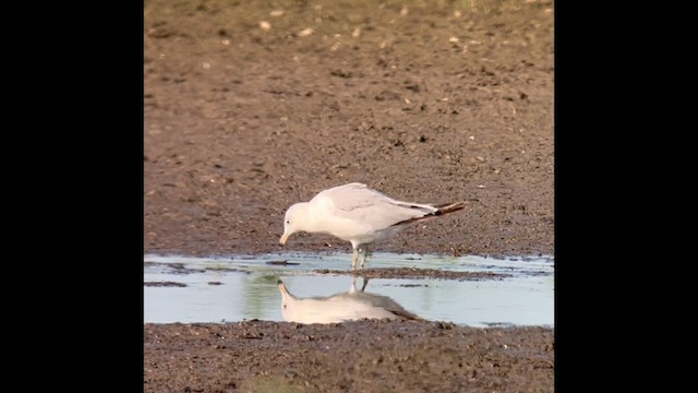 Ring-billed Gull - ML621419713