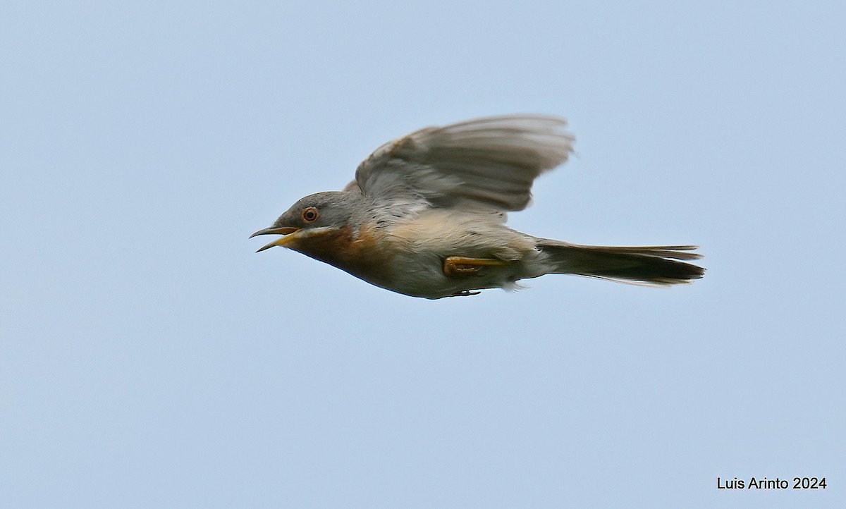 Eastern Subalpine Warbler - ML621419900