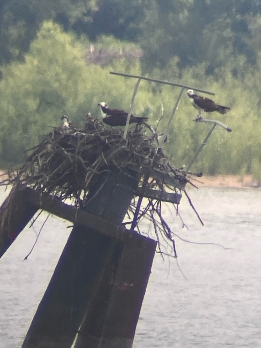 Загасч явлаг - ML621419915