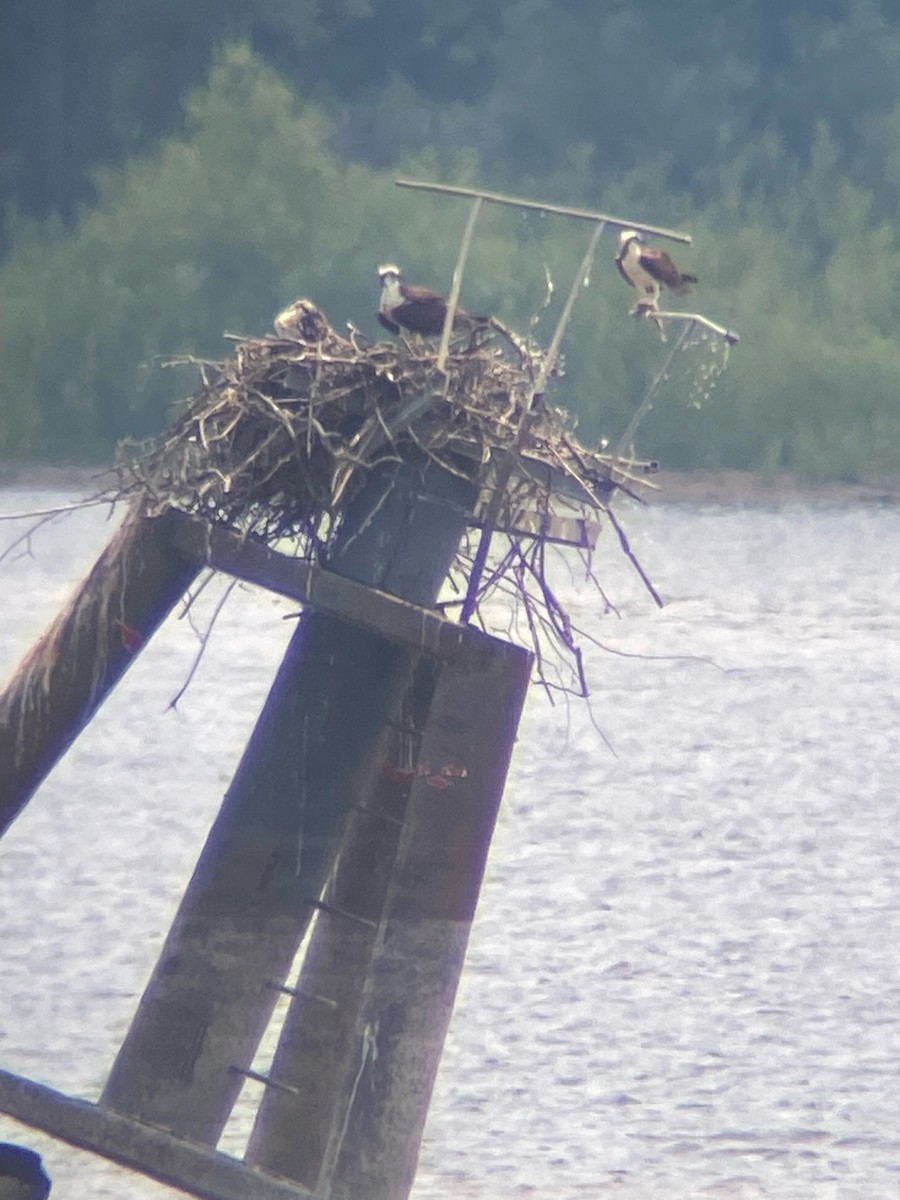 Загасч явлаг - ML621419916