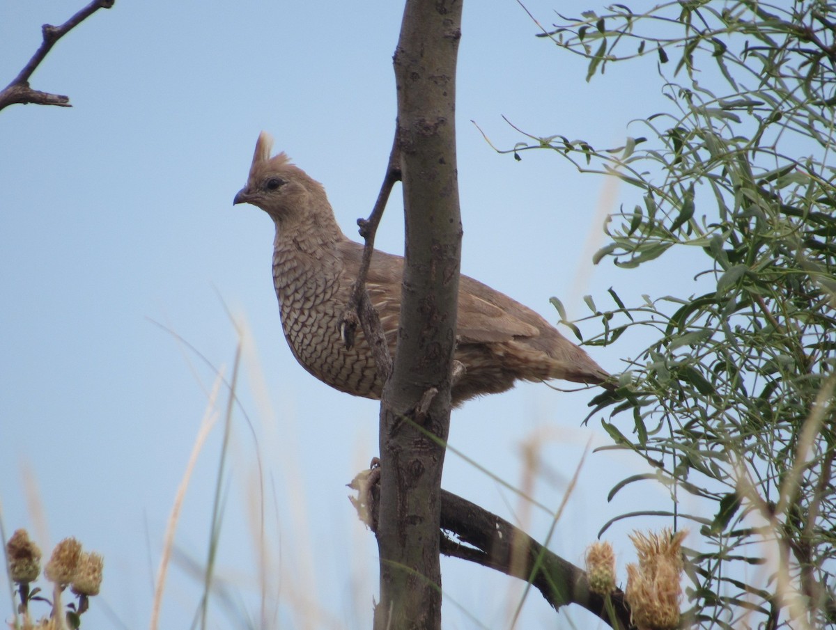 Scaled Quail - Loren Hintz