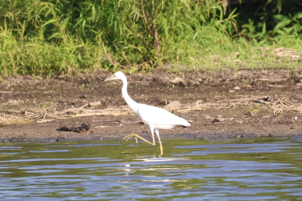 Little Blue Heron - ML621419986