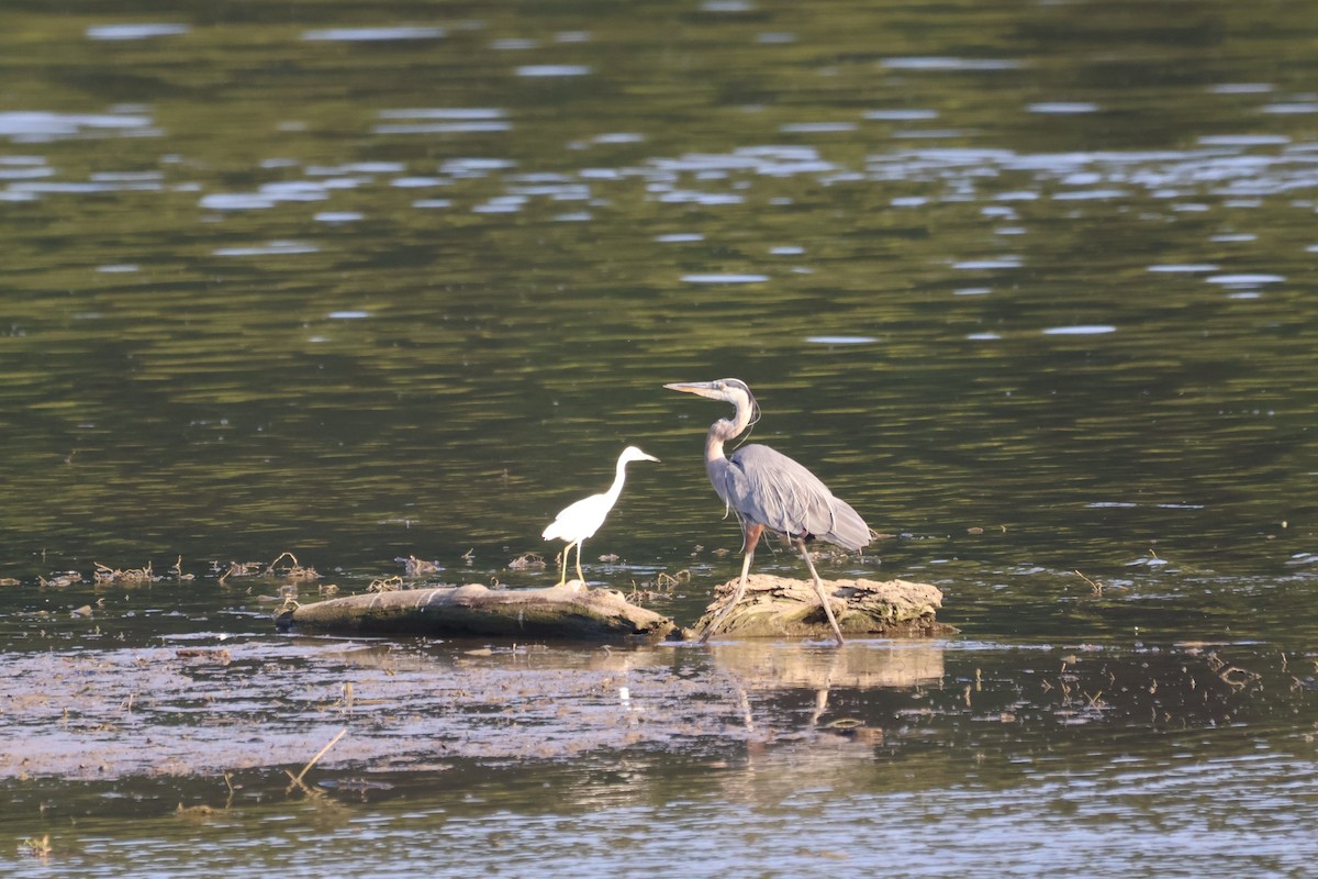 Little Blue Heron - ML621419989