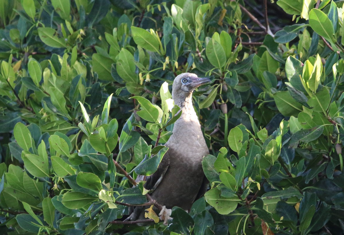 Red-footed Booby (Atlantic) - ML621420015