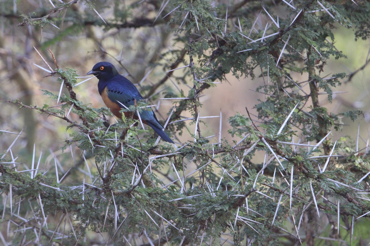 Hildebrandt's Starling - Sundar Laks