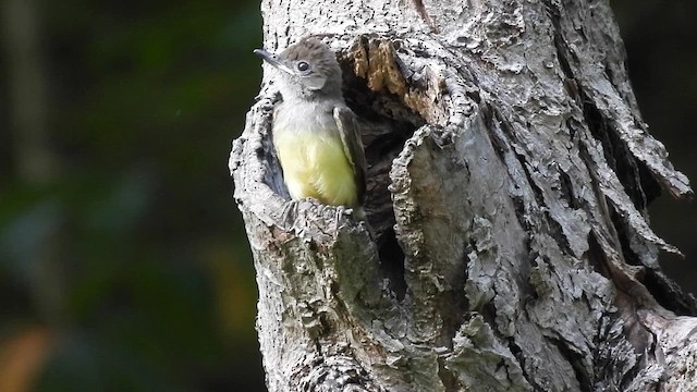 Great Crested Flycatcher - ML621420080