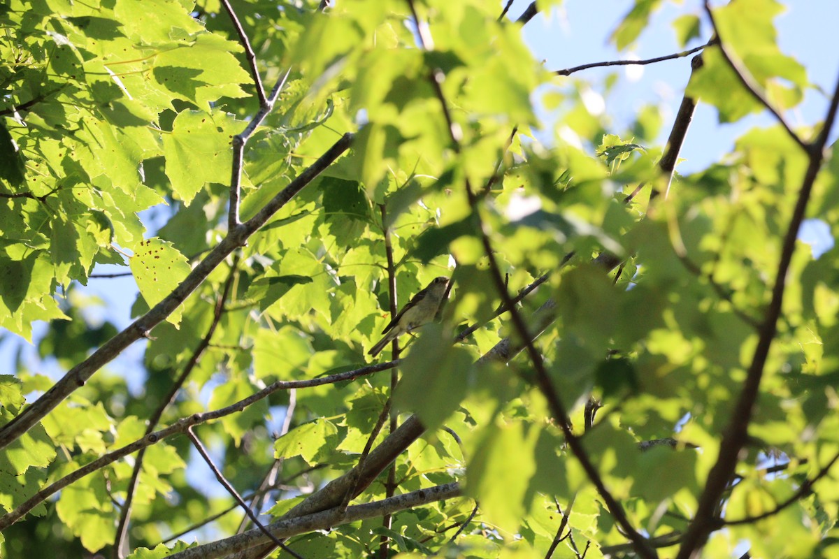 Ruby-crowned Kinglet - Philip Nearing