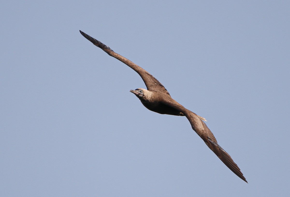 Red-footed Booby (Atlantic) - ML621420124