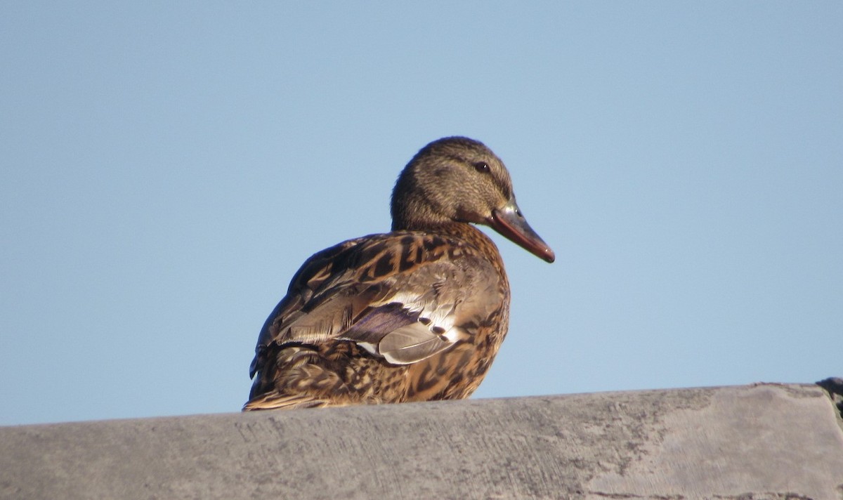 Canard colvert - ML621420187