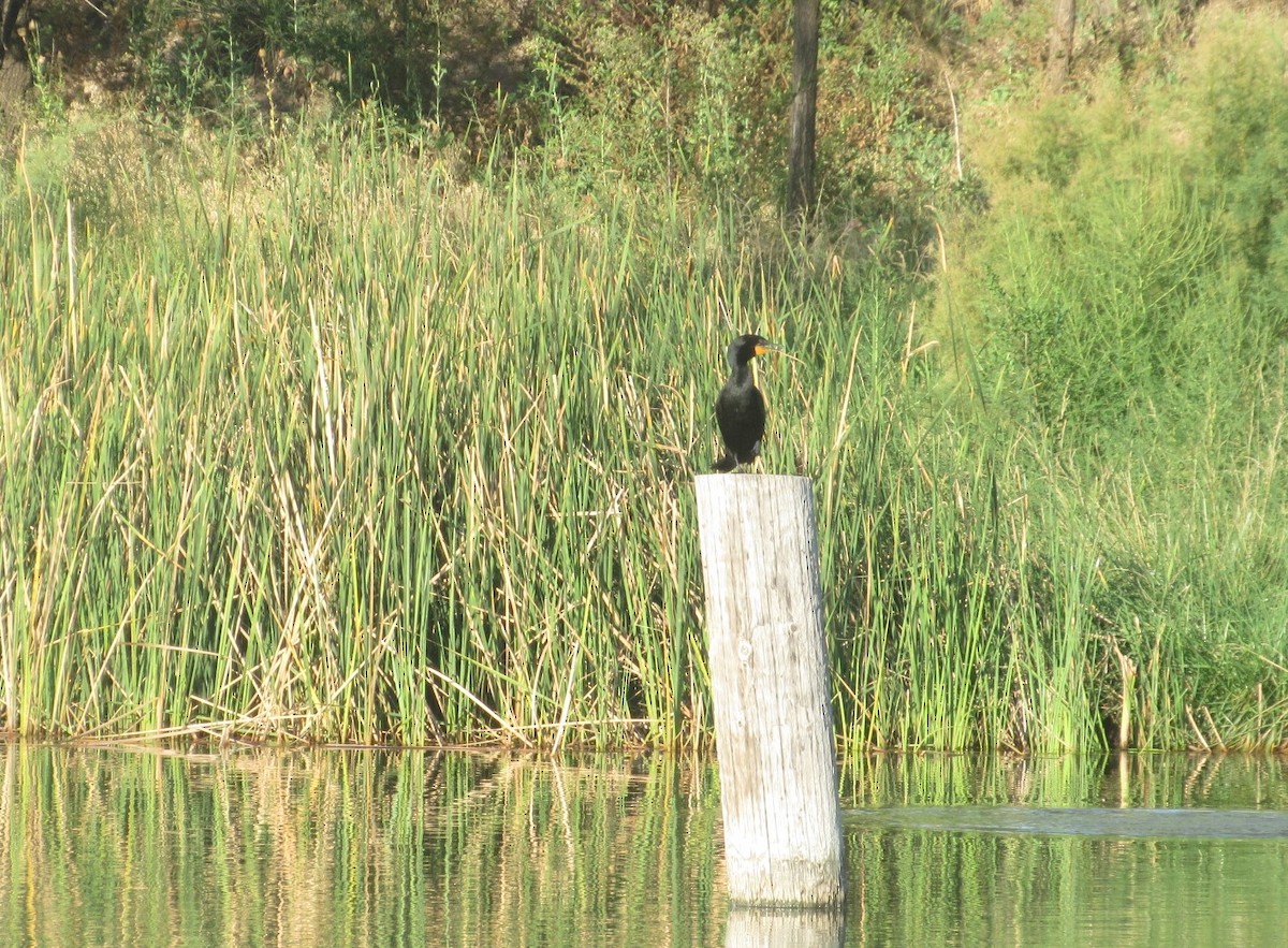 Cormoran à aigrettes - ML621420190