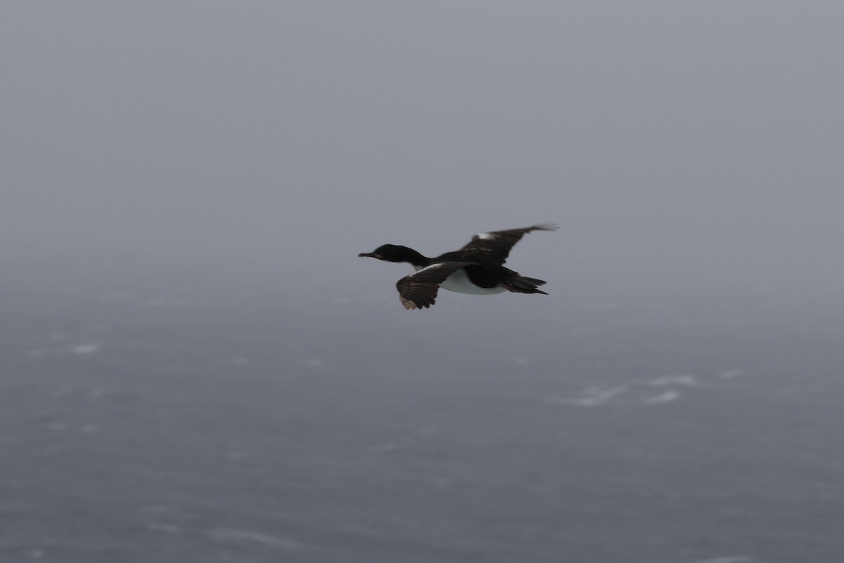 Auckland Islands Shag - ML621420192