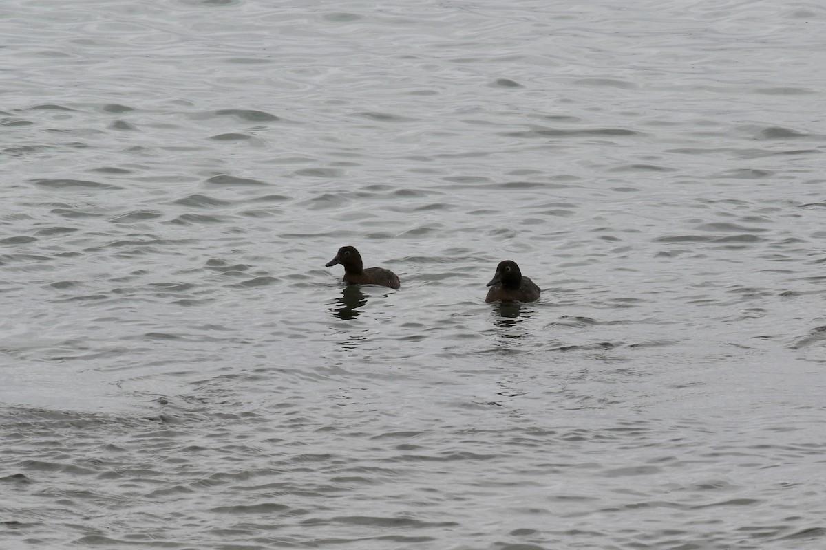 Auckland Islands Teal - ML621420198